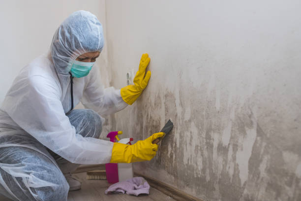 Biohazard Mold Removal in Columbiana, AL